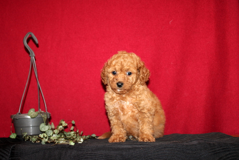 puppy, for, sale, Mini GoldenDoodle F2BB, Matthew B. Stoltzfus, dog, breeder, Gap, PA, dog-breeder, puppy-for-sale, forsale, nearby, find, puppyfind, locator, puppylocator, aca